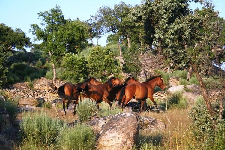 Quinta Lamosa Agroturismo Аркуш-де-Валдевеш Екстер'єр фото